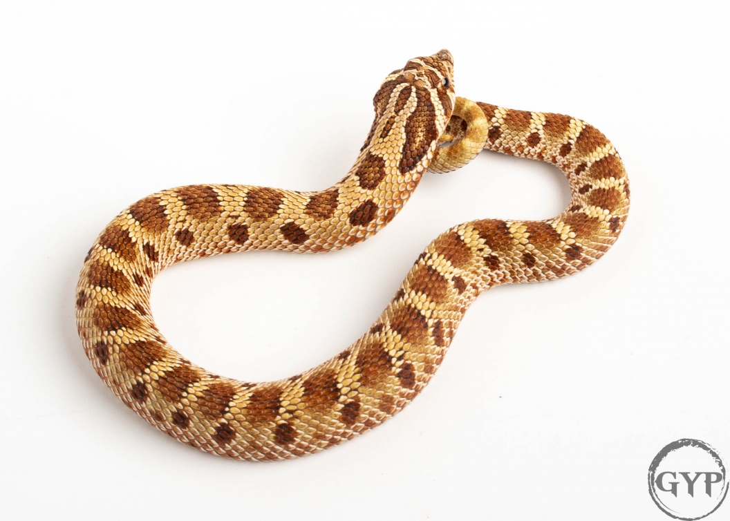 2019 Conda Hognose Snake - FaunaClassifieds