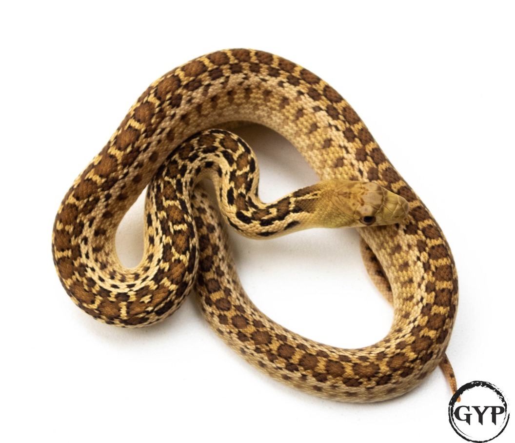 For Sale 2020 San Diego Gopher Snake het Patternless female ...