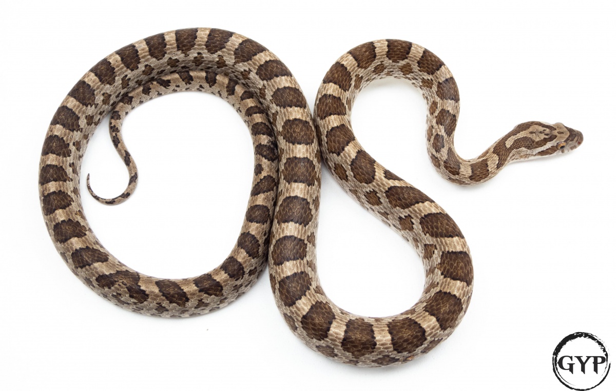 2020 Emory Rat Snake Male - FaunaClassifieds