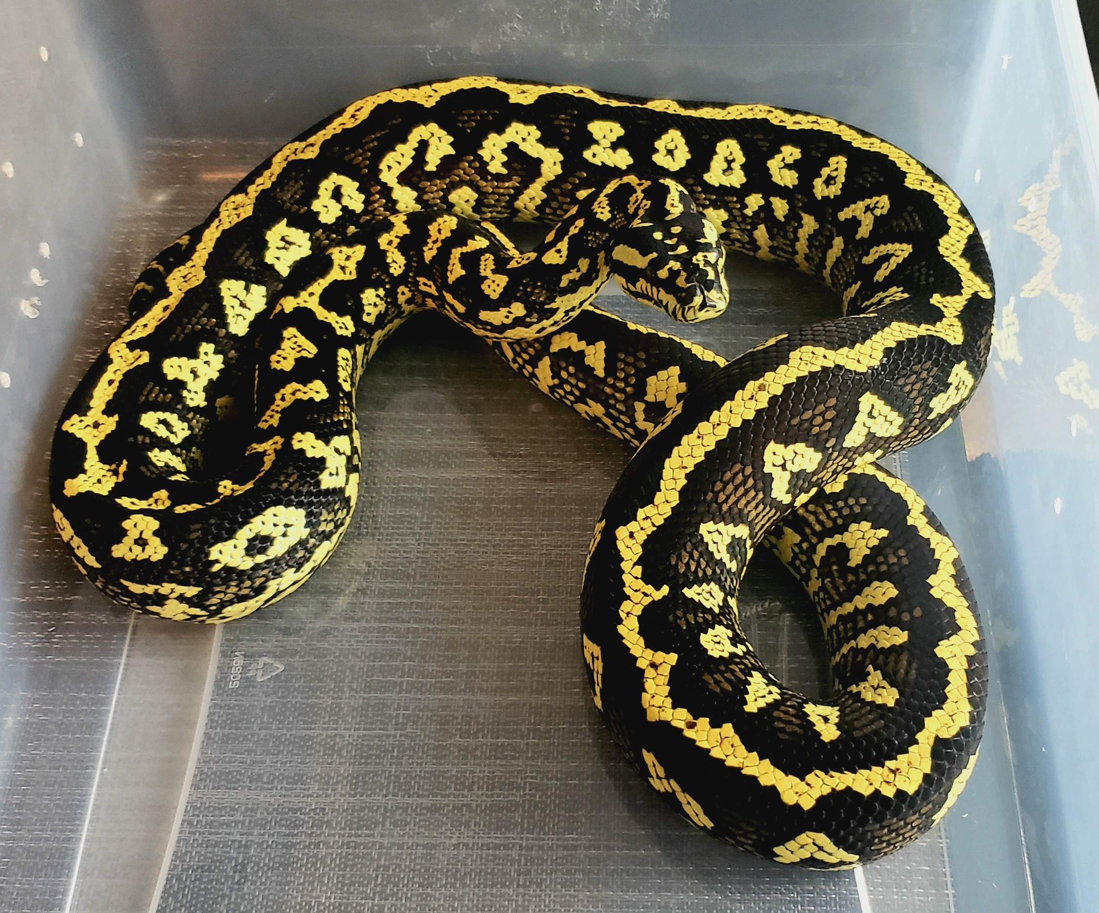Arboreal Boas/Pythons | Page 2 | FaunaClassifieds