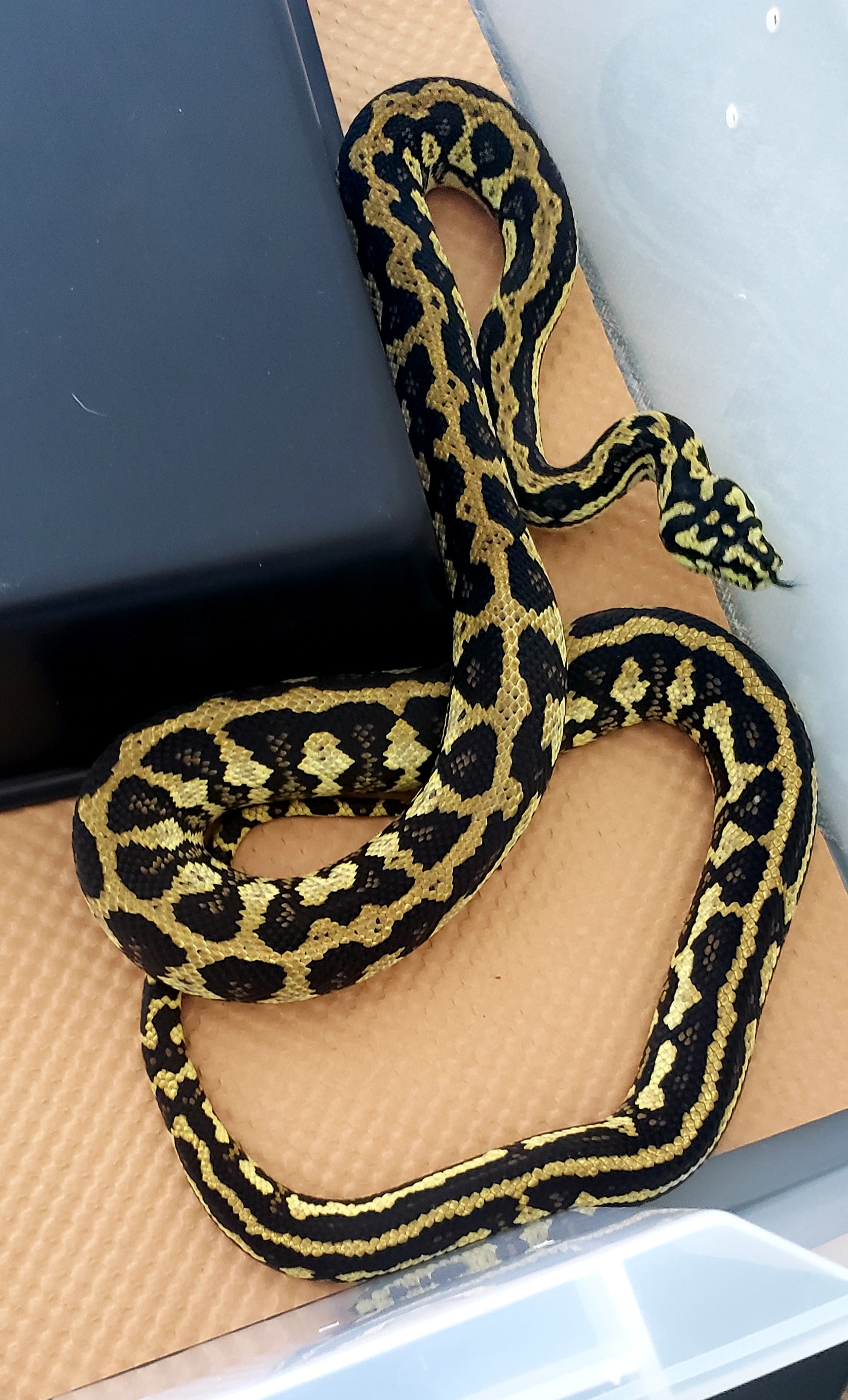Arboreal Boas/Pythons | Page 2 | FaunaClassifieds