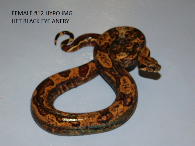 #12 Female Hypo IMG het BEA (2).JPG