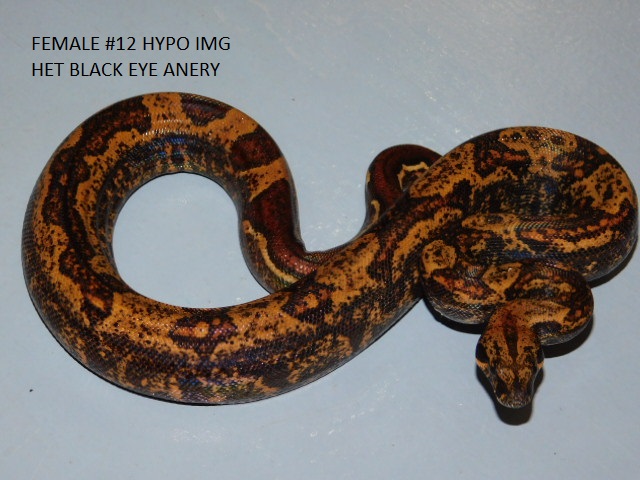 #12 Female Hypo IMG het BEA (4).JPG