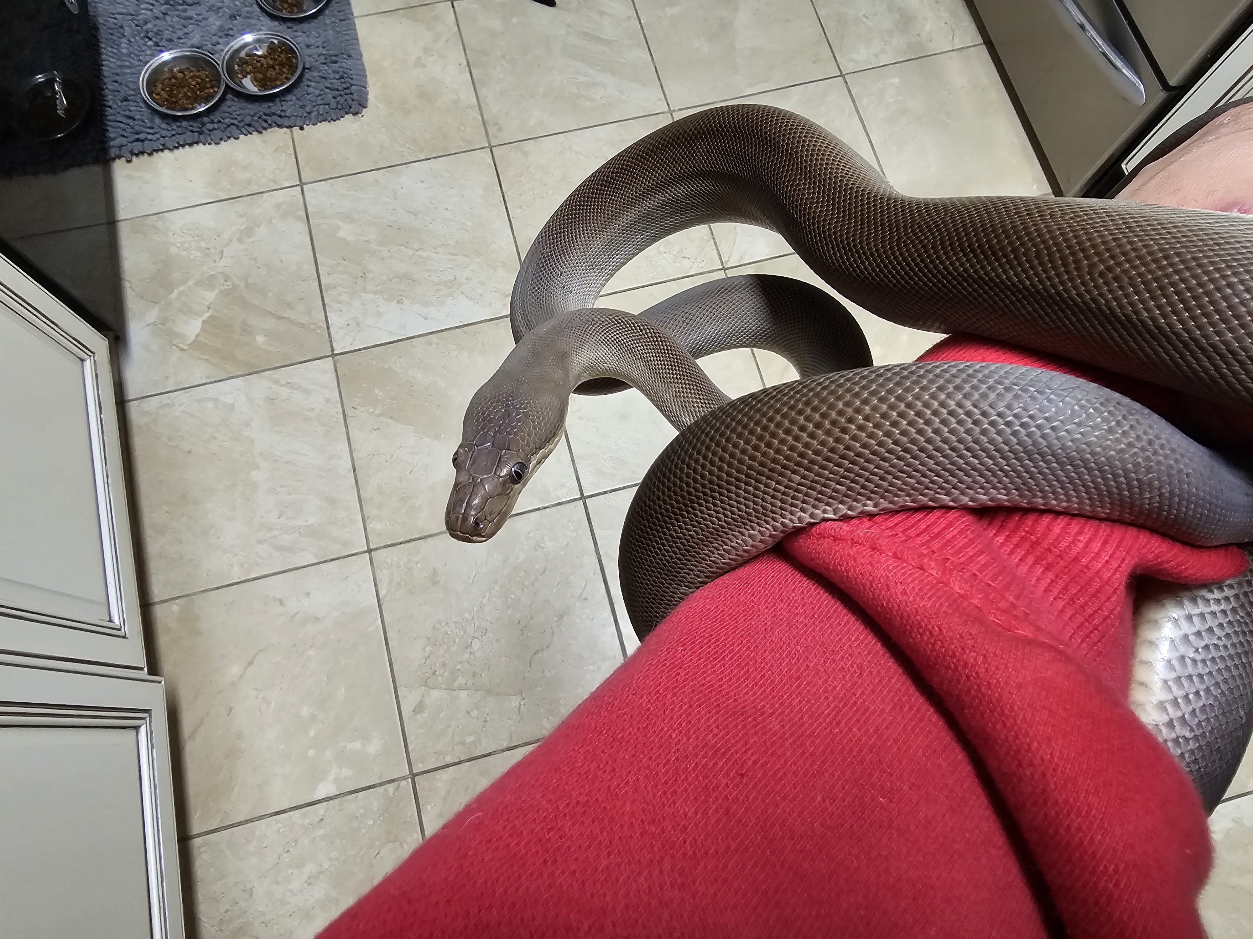 Arboreal Boas/Pythons | FaunaClassifieds