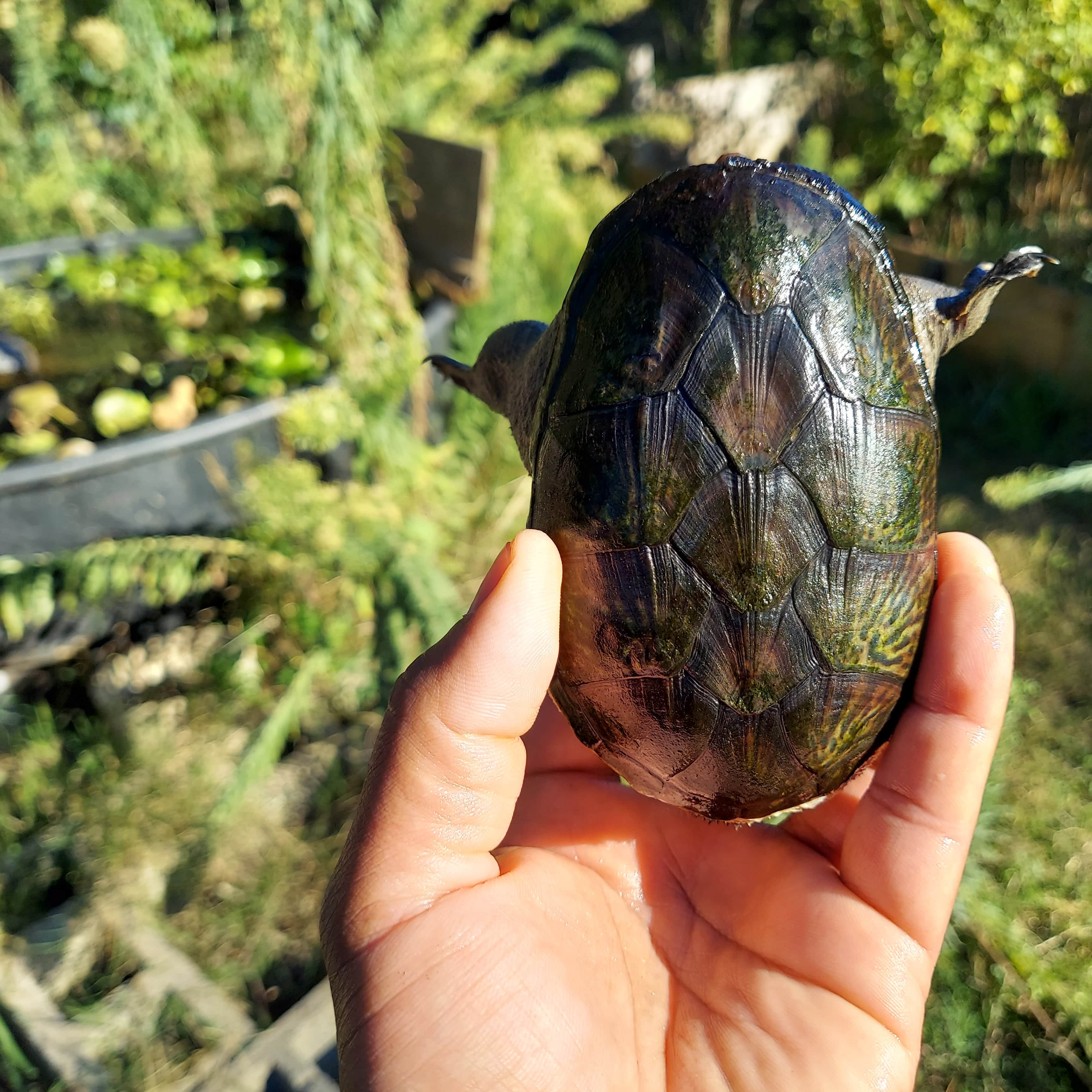 For Sale - CB Young male Narrow-bridged musk turtle | FaunaClassifieds