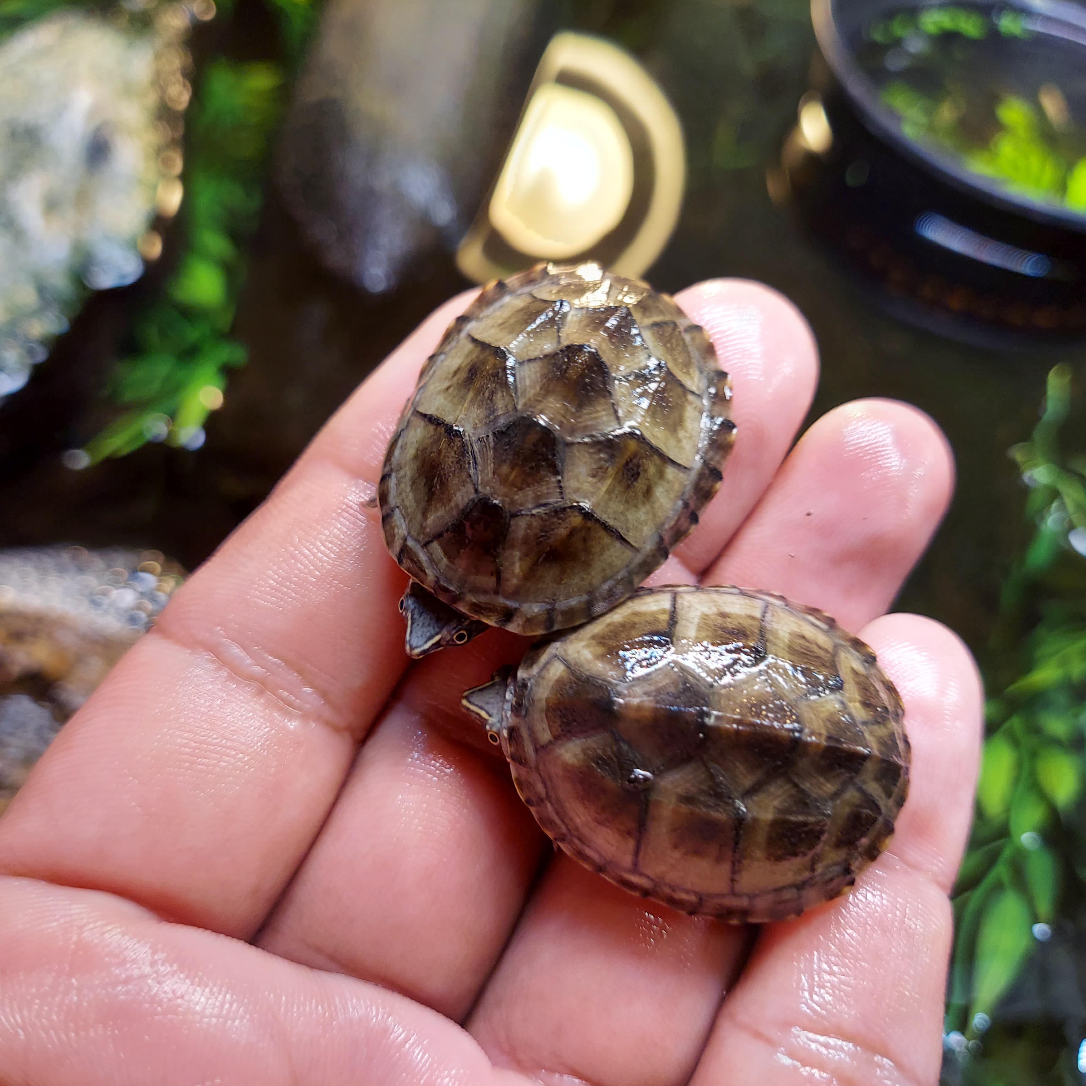 SOLD!! - CB 25 Stinkpot musk turtles | FaunaClassifieds