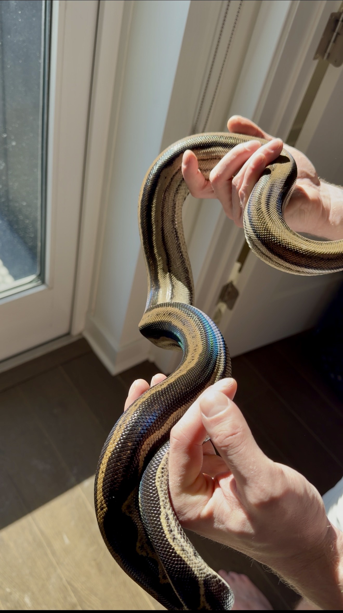 Snakes For Sale/Wanteds | FaunaClassifieds