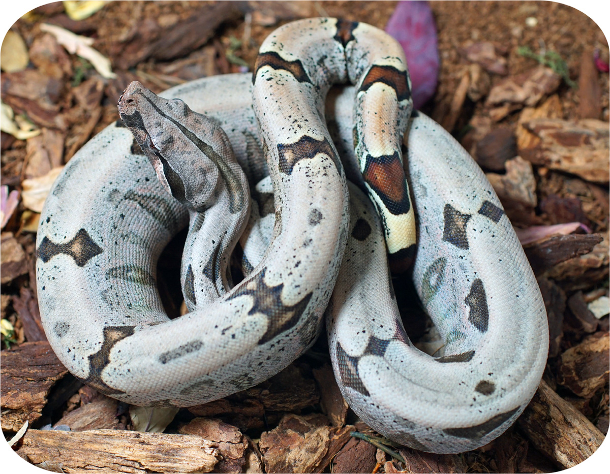 SOLD!! - South Brazilian Boa Constrictor (Boa Constrictor sp ...