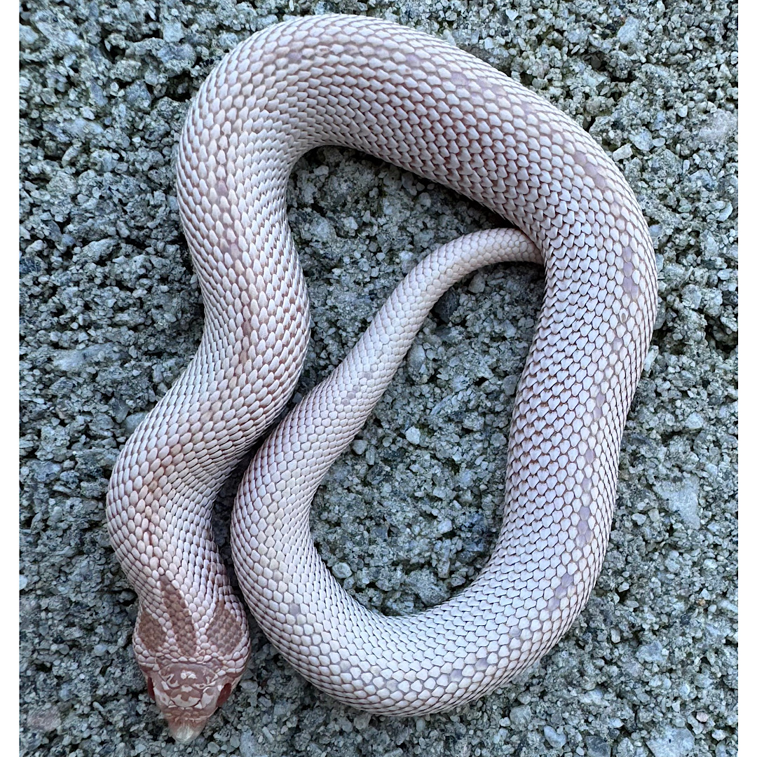 Hognose, Garter, Water & Ribbon Snakes | Page 3 | FaunaClassifieds