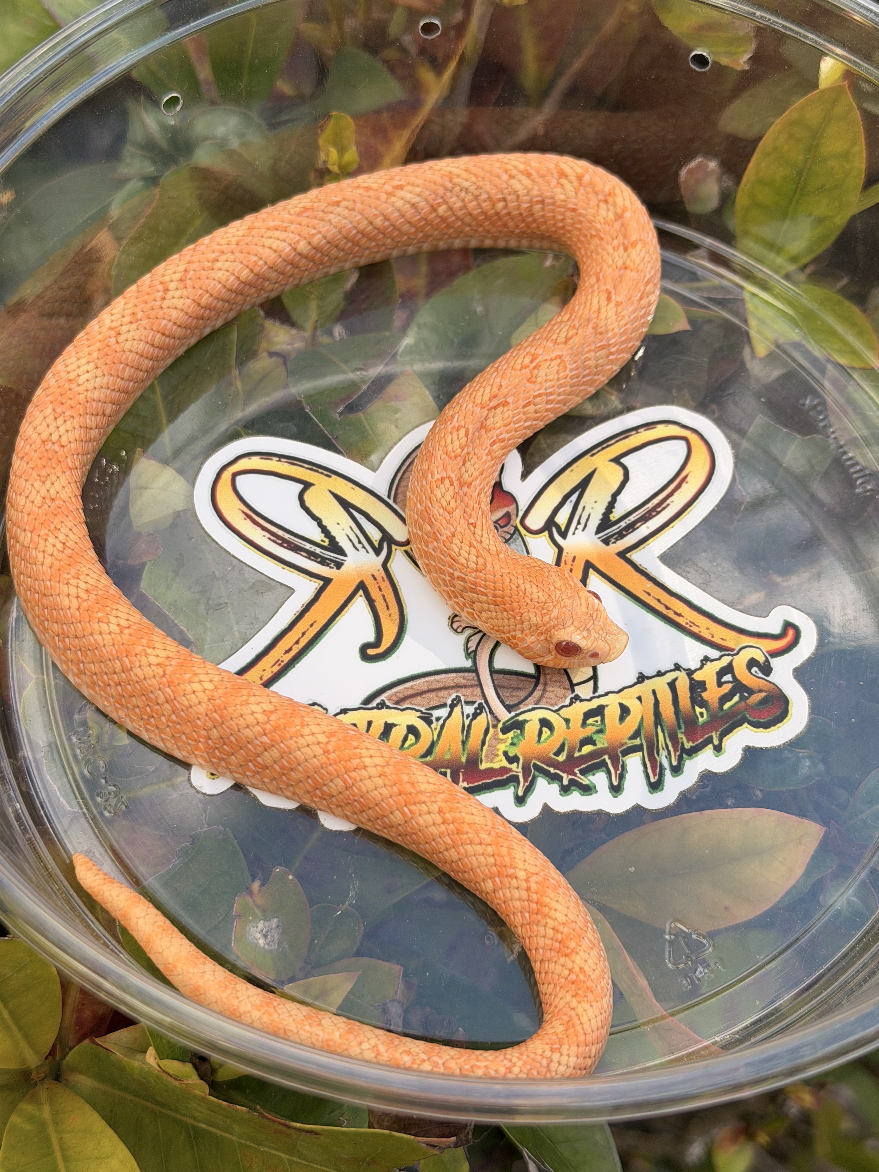 Hognose, Garter, Water & Ribbon Snakes | FaunaClassifieds