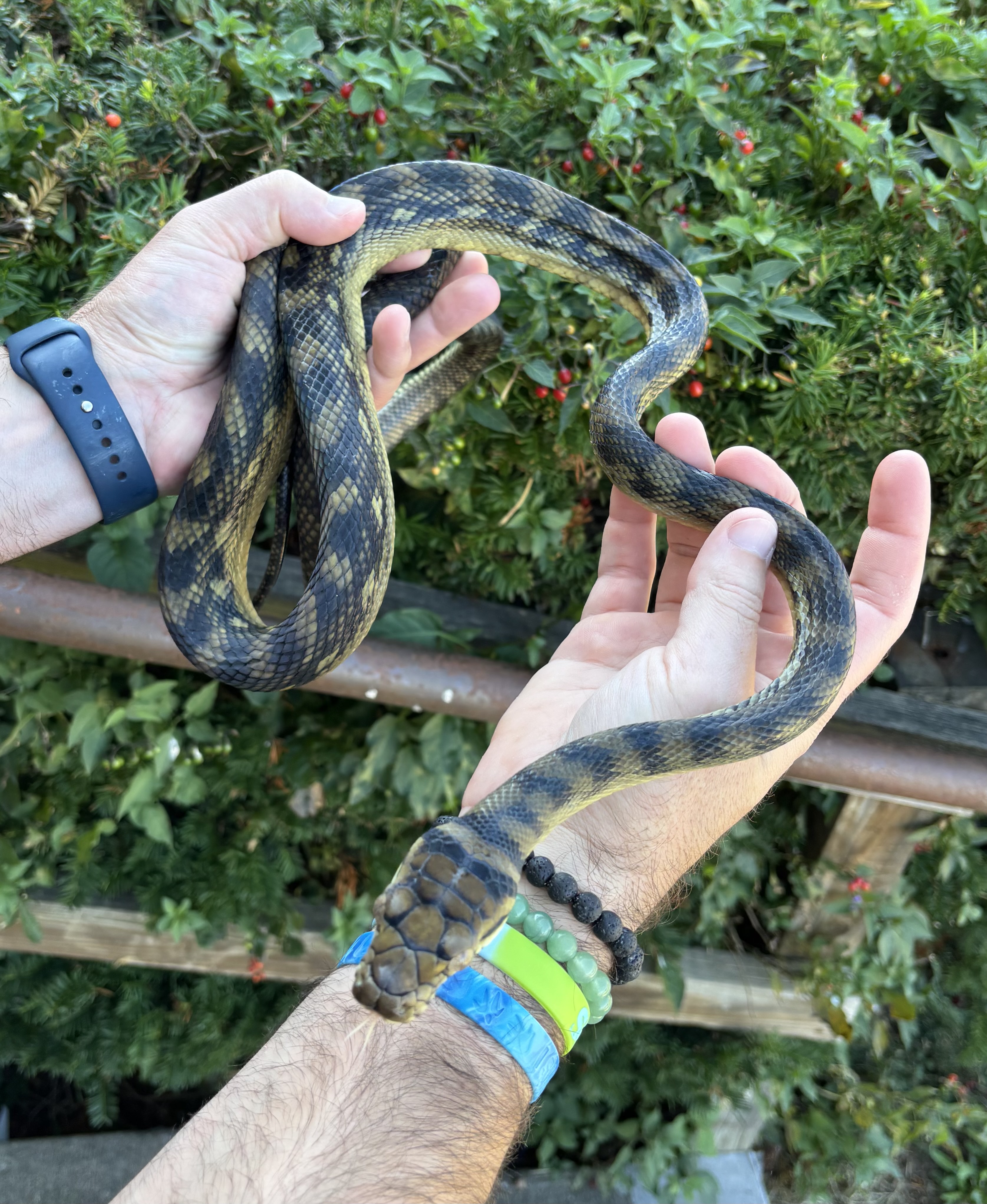 Pythons | Page 2 | FaunaClassifieds