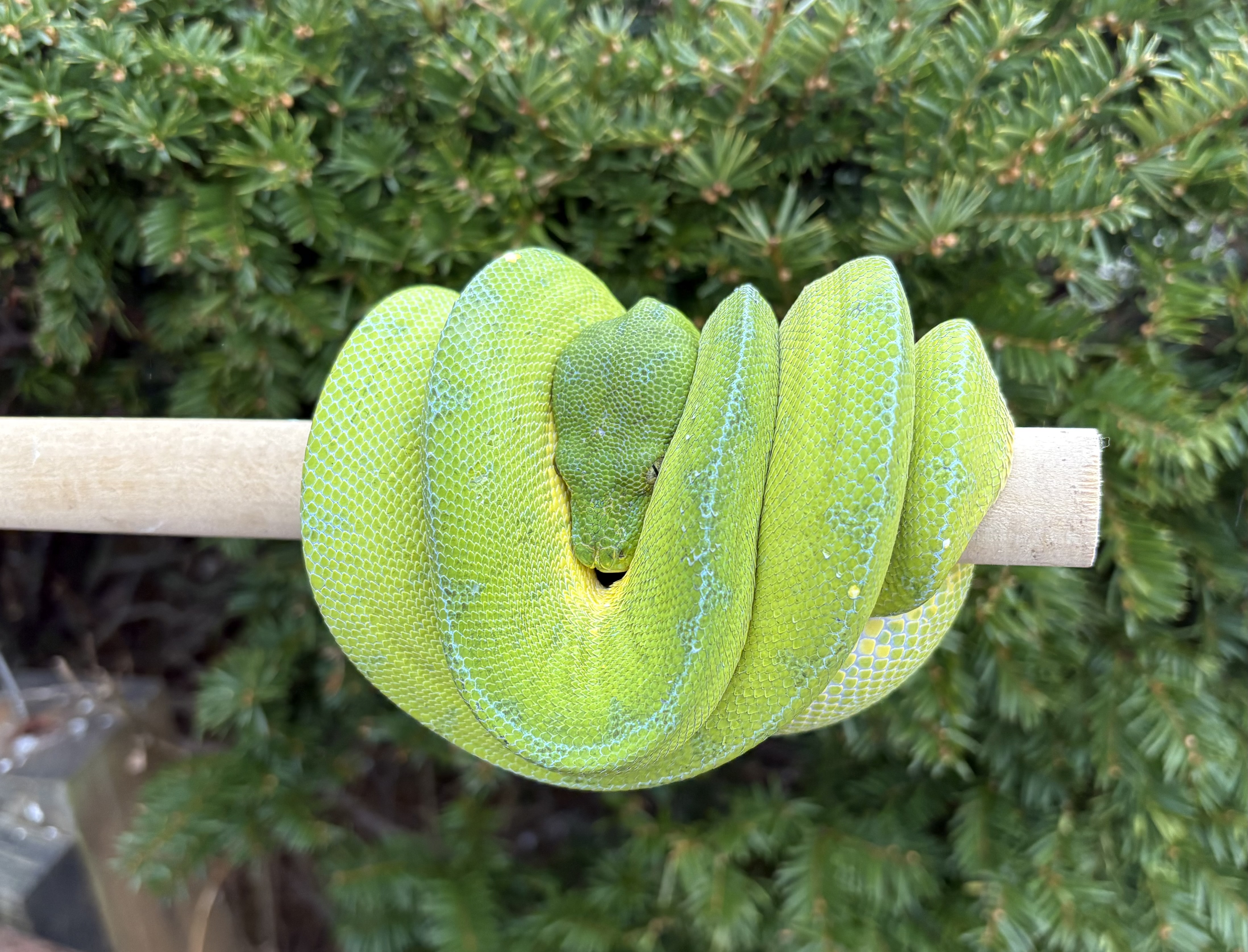 Arboreal Boas/Pythons | FaunaClassifieds