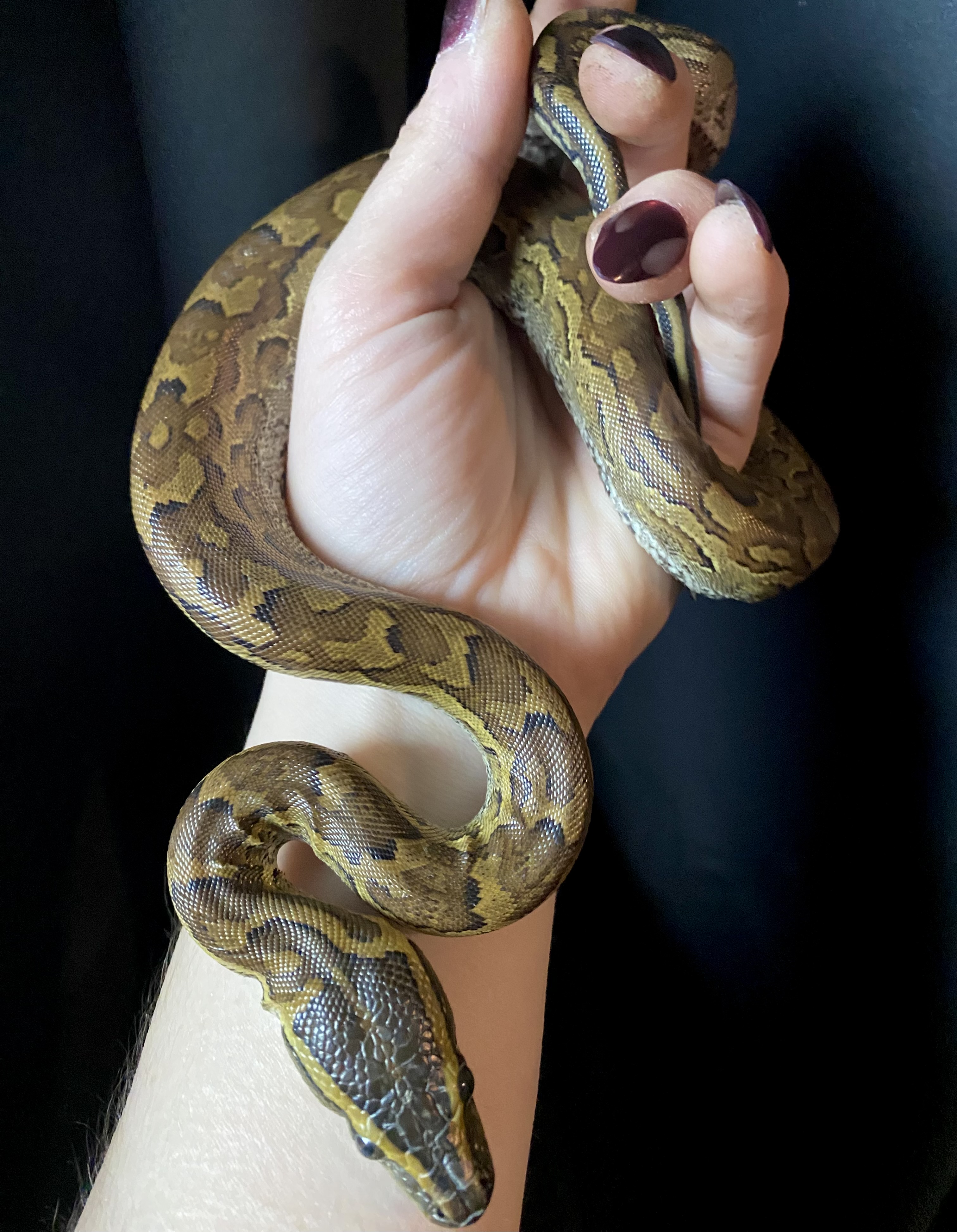 Pythons | FaunaClassifieds