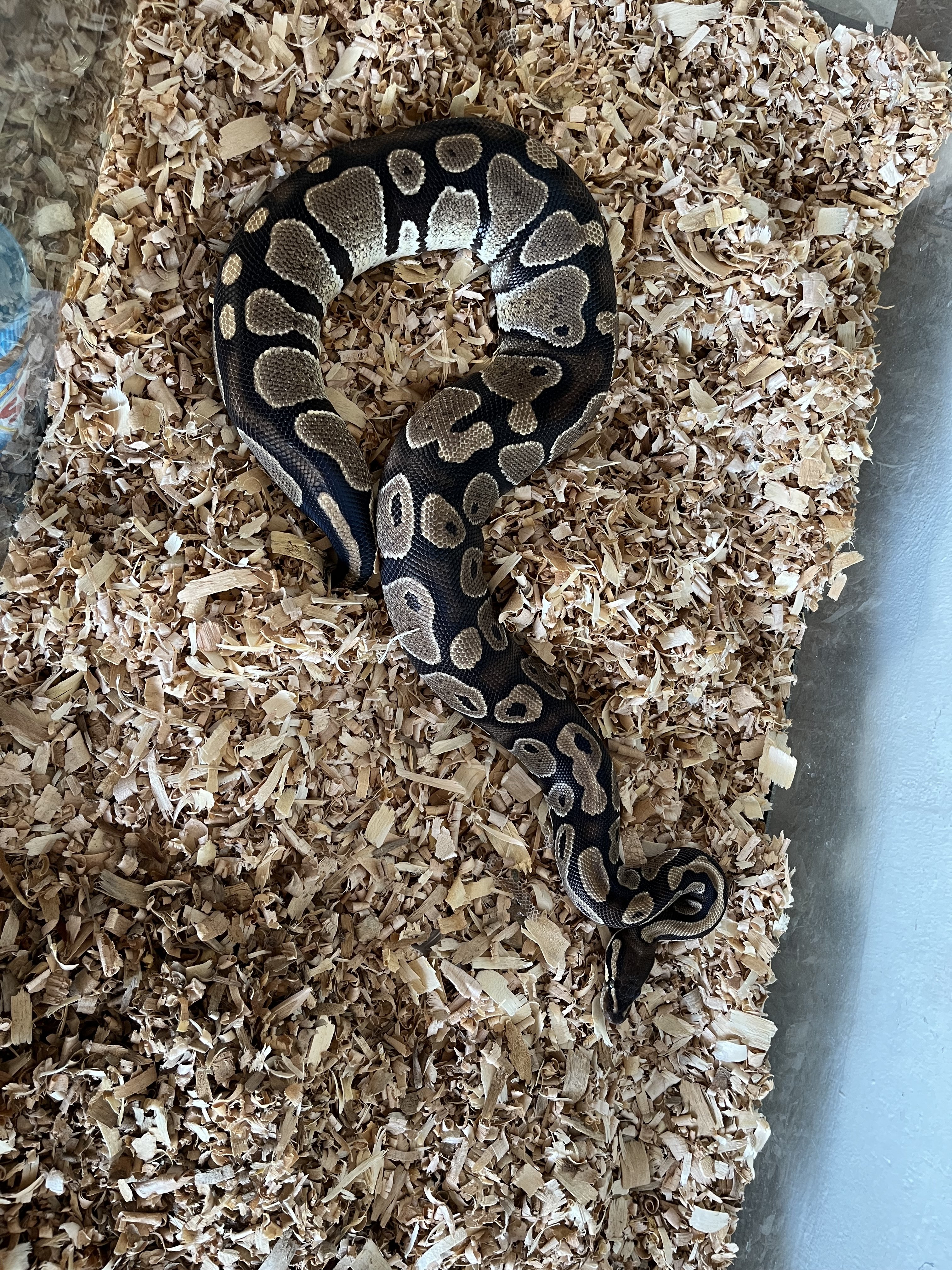 Snakes For Sale/Wanteds | FaunaClassifieds