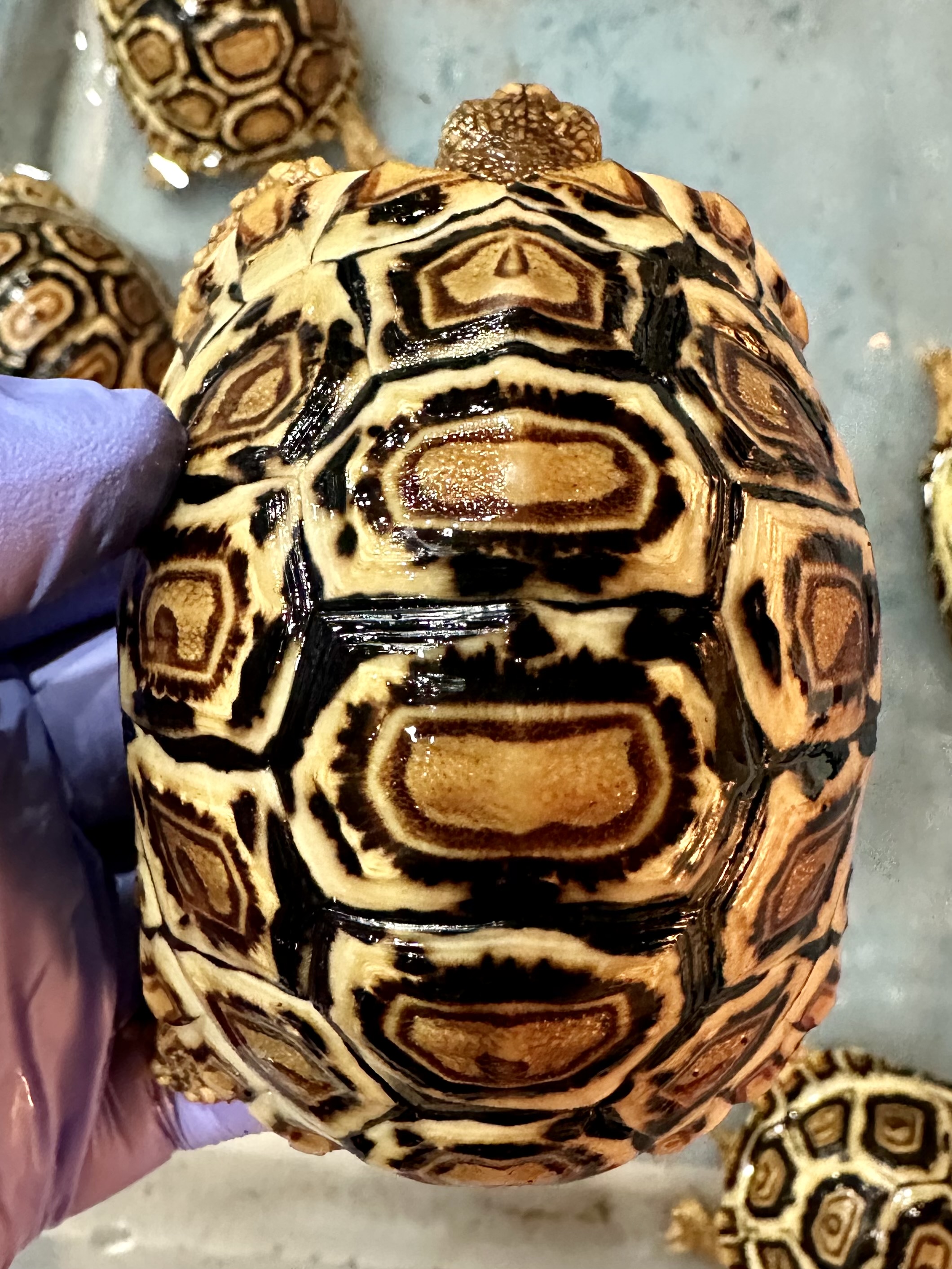 For Sale - 🚨Leopard Tortoises🐢 | FaunaClassifieds