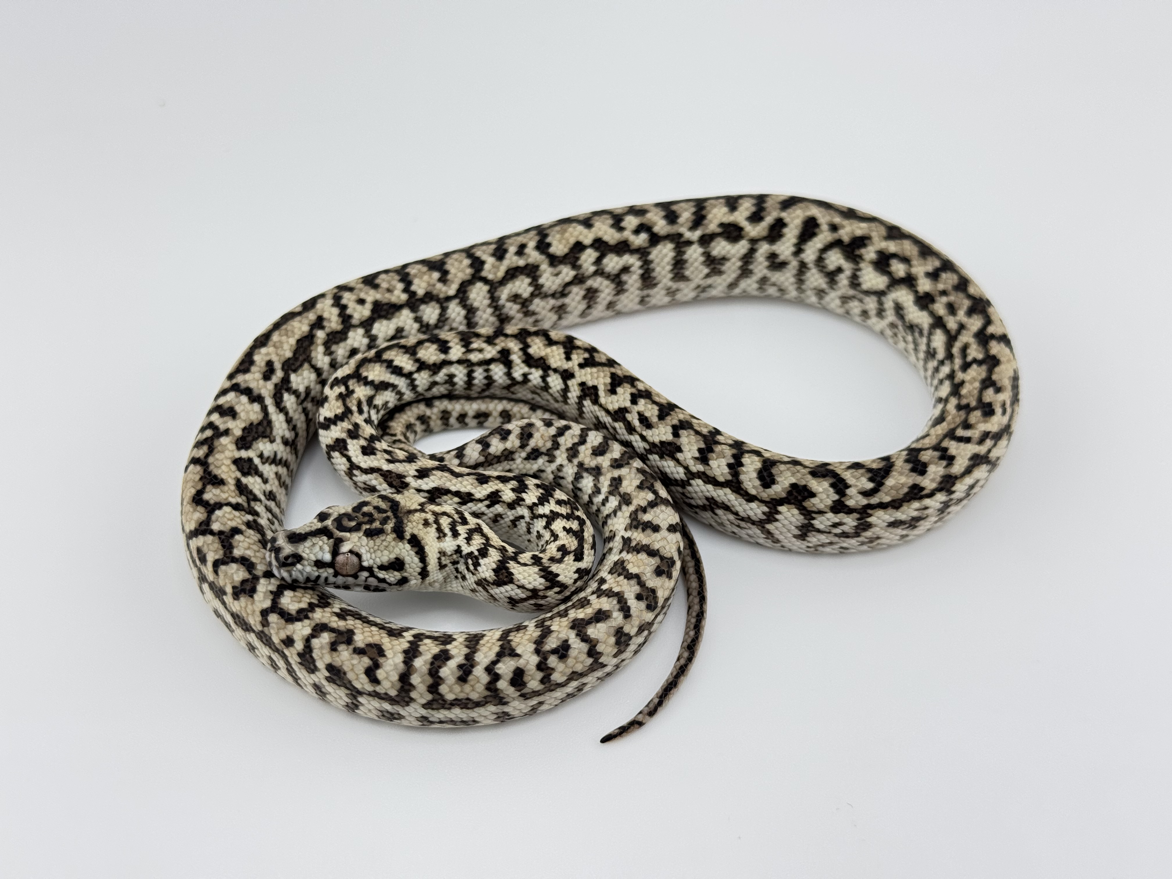 Arboreal Boas/Pythons | Page 2 | FaunaClassifieds
