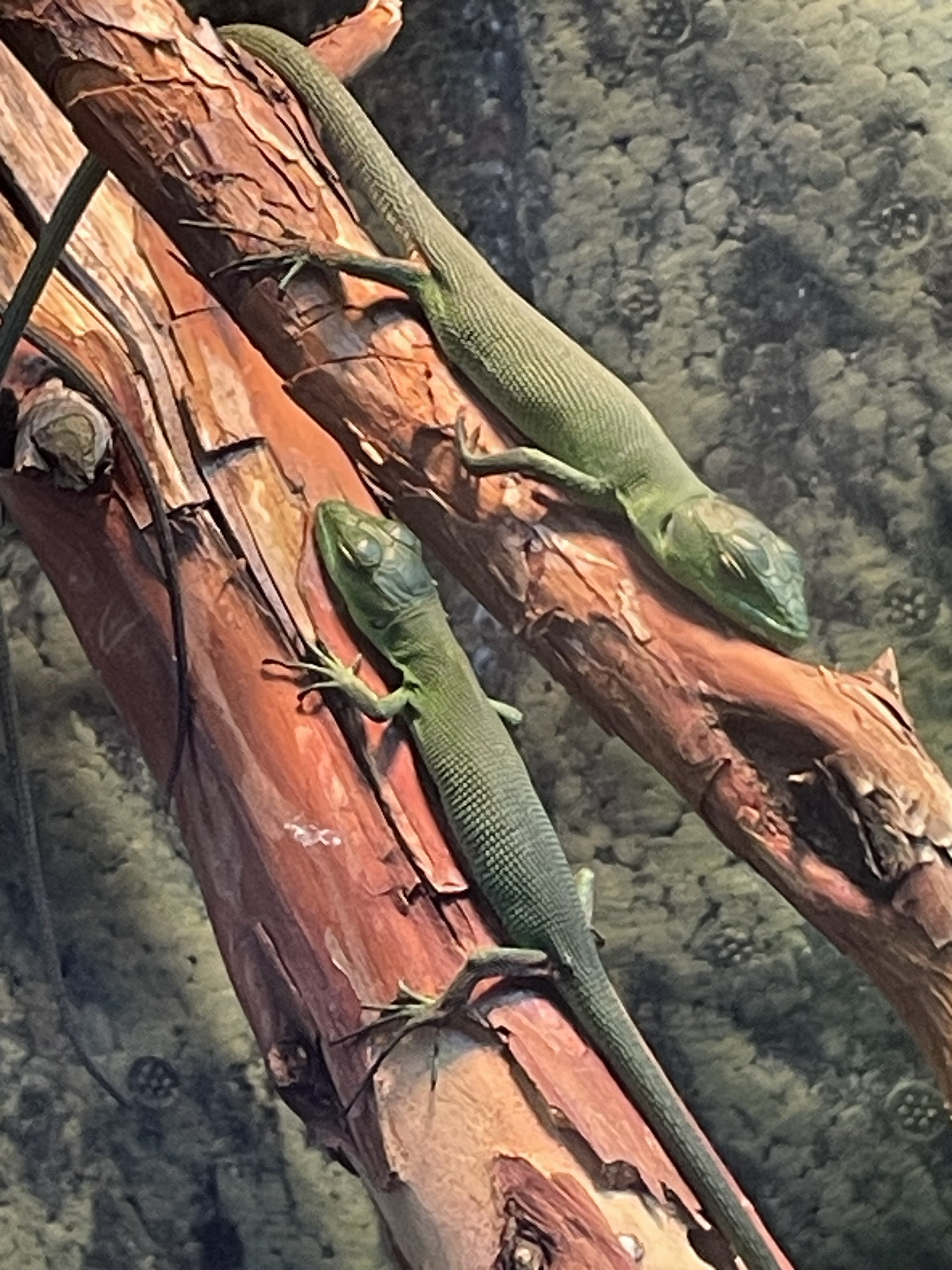 IMG_4328.jpeg