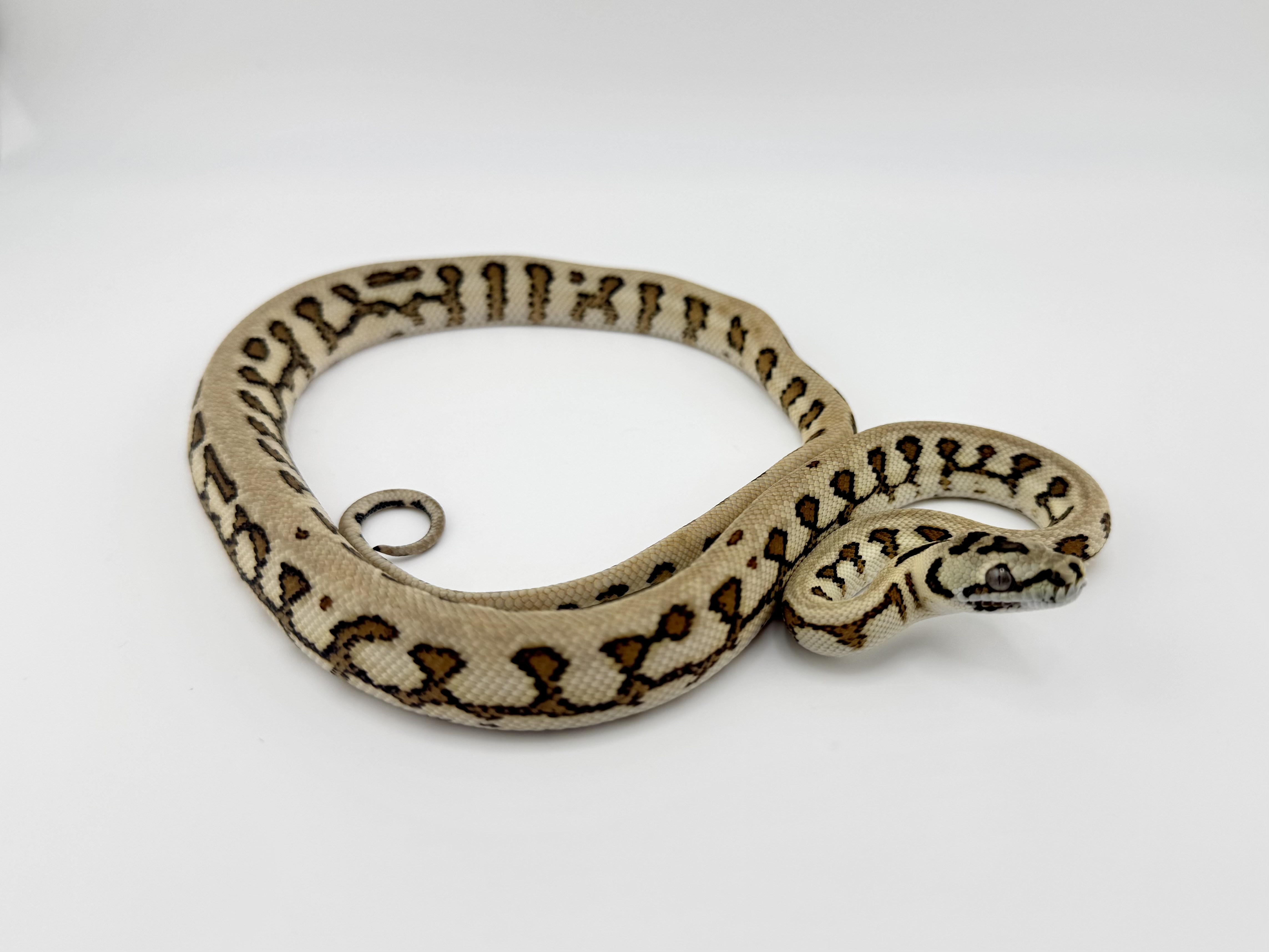 Arboreal Boas/Pythons | Page 2 | FaunaClassifieds
