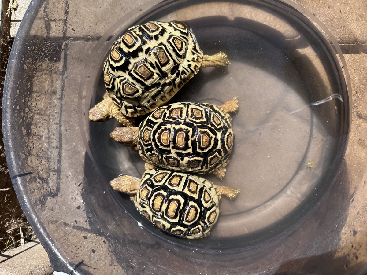 Ivory leopard tortoise for sale hotsell