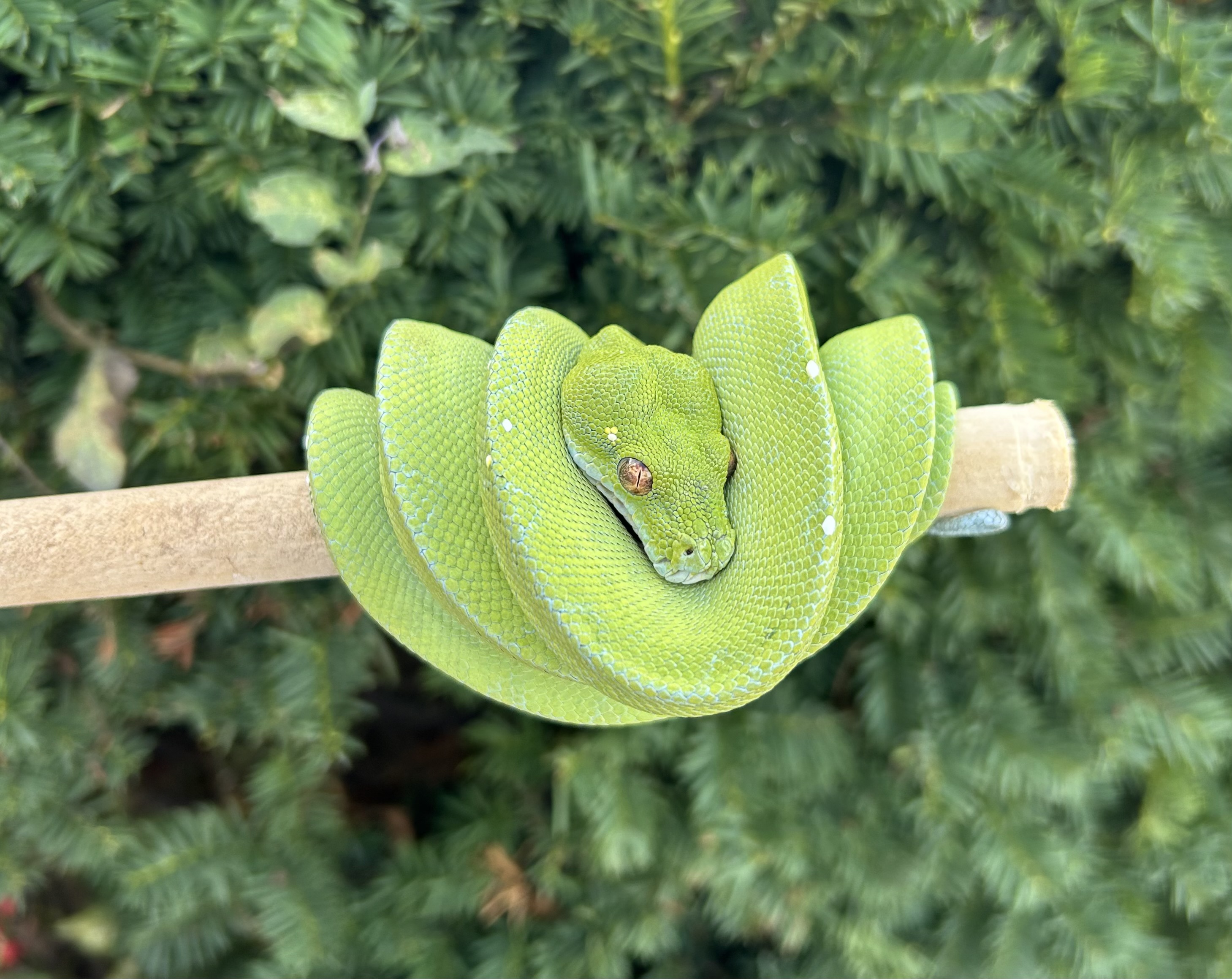 Arboreal Boas/Pythons | Page 2 | FaunaClassifieds
