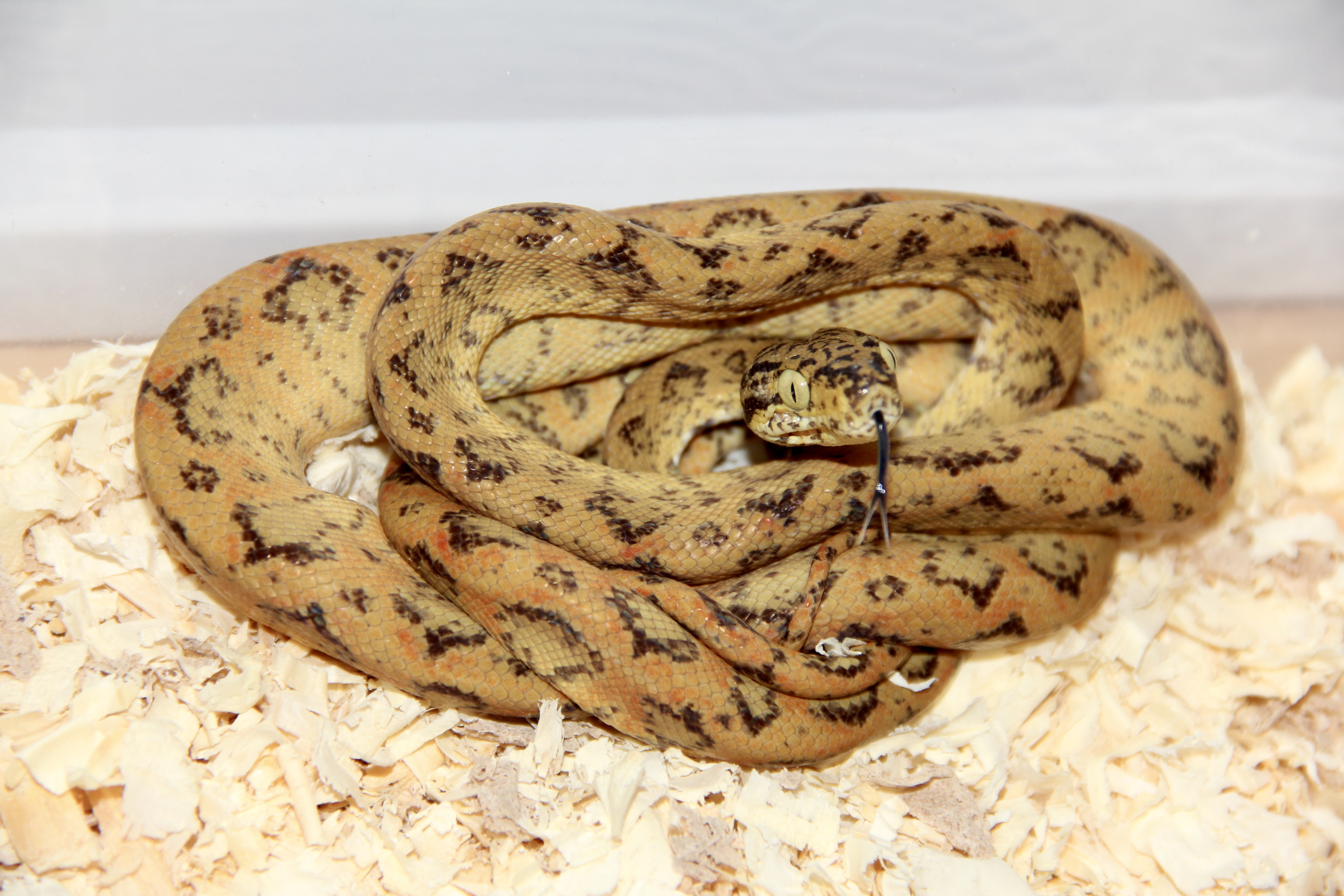 Arboreal Boas/Pythons | FaunaClassifieds