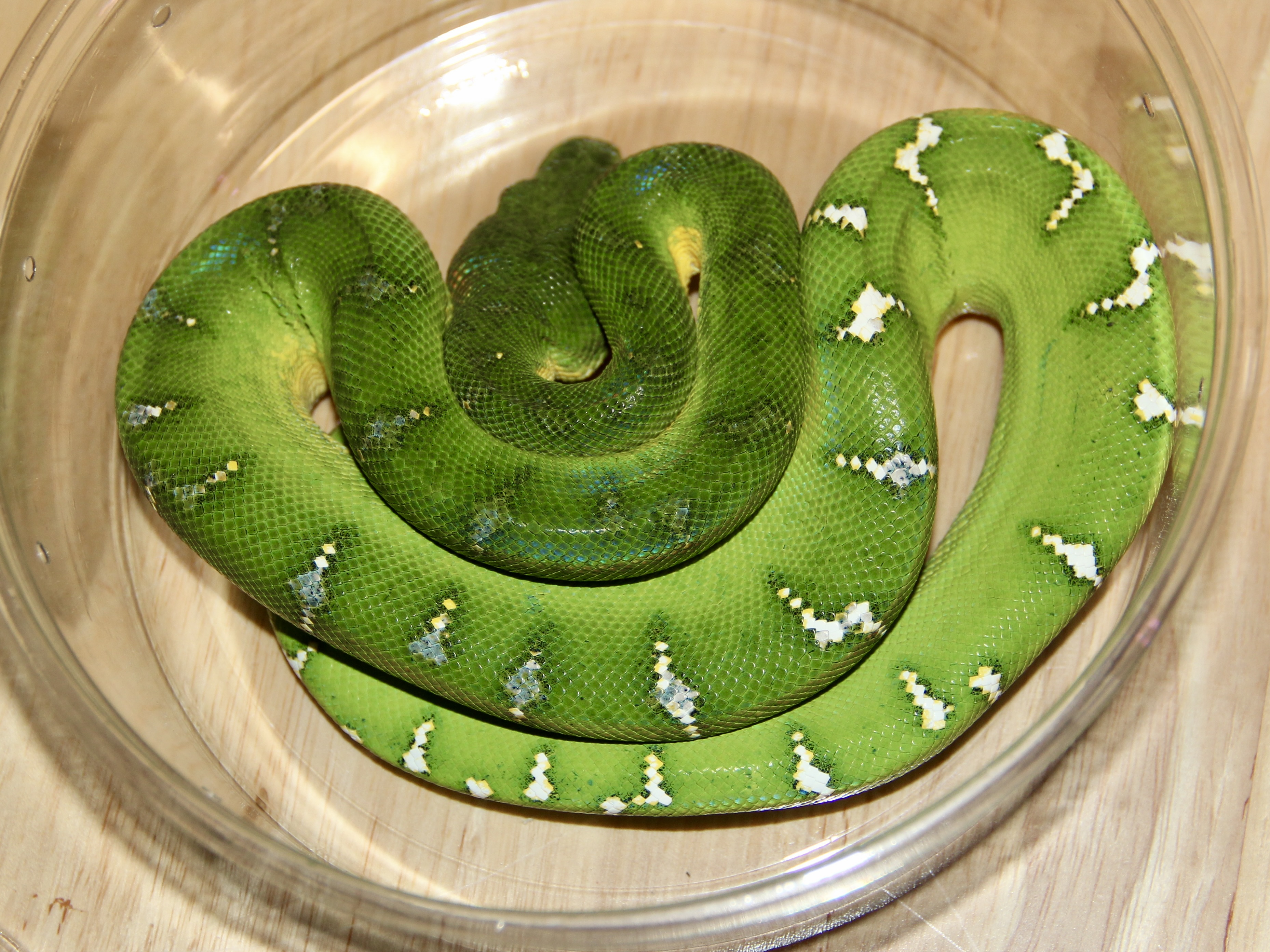 Arboreal Boas/Pythons | FaunaClassifieds