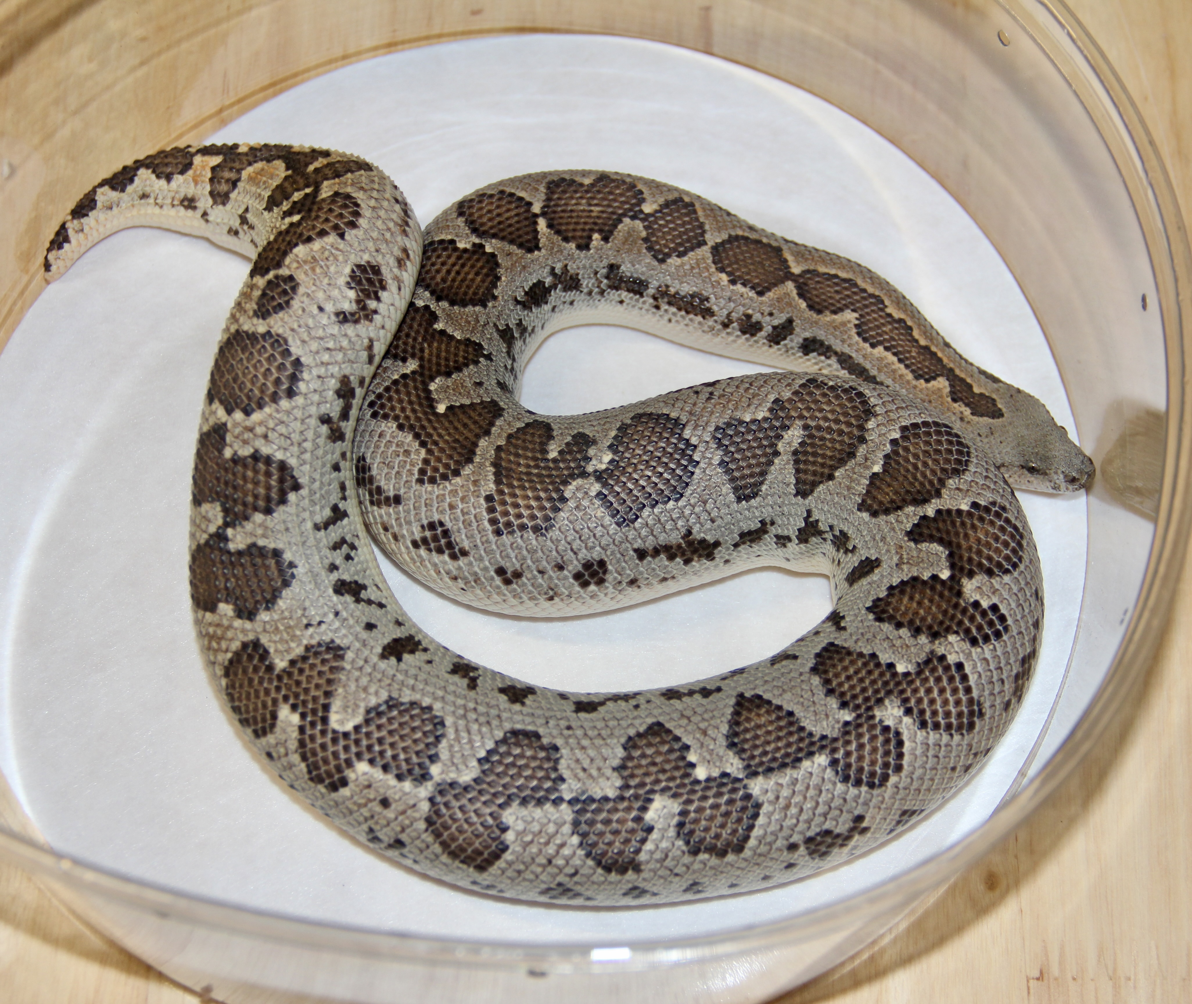 Rosy, Sand, Ground Boas/Pythons | FaunaClassifieds