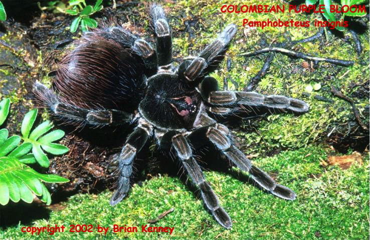P.insignis{bk}.jpg