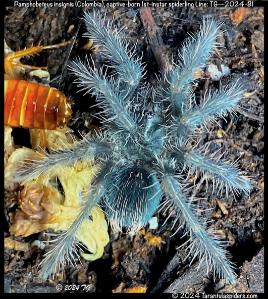 P.insignis_Colombia(s)1in_S2.png