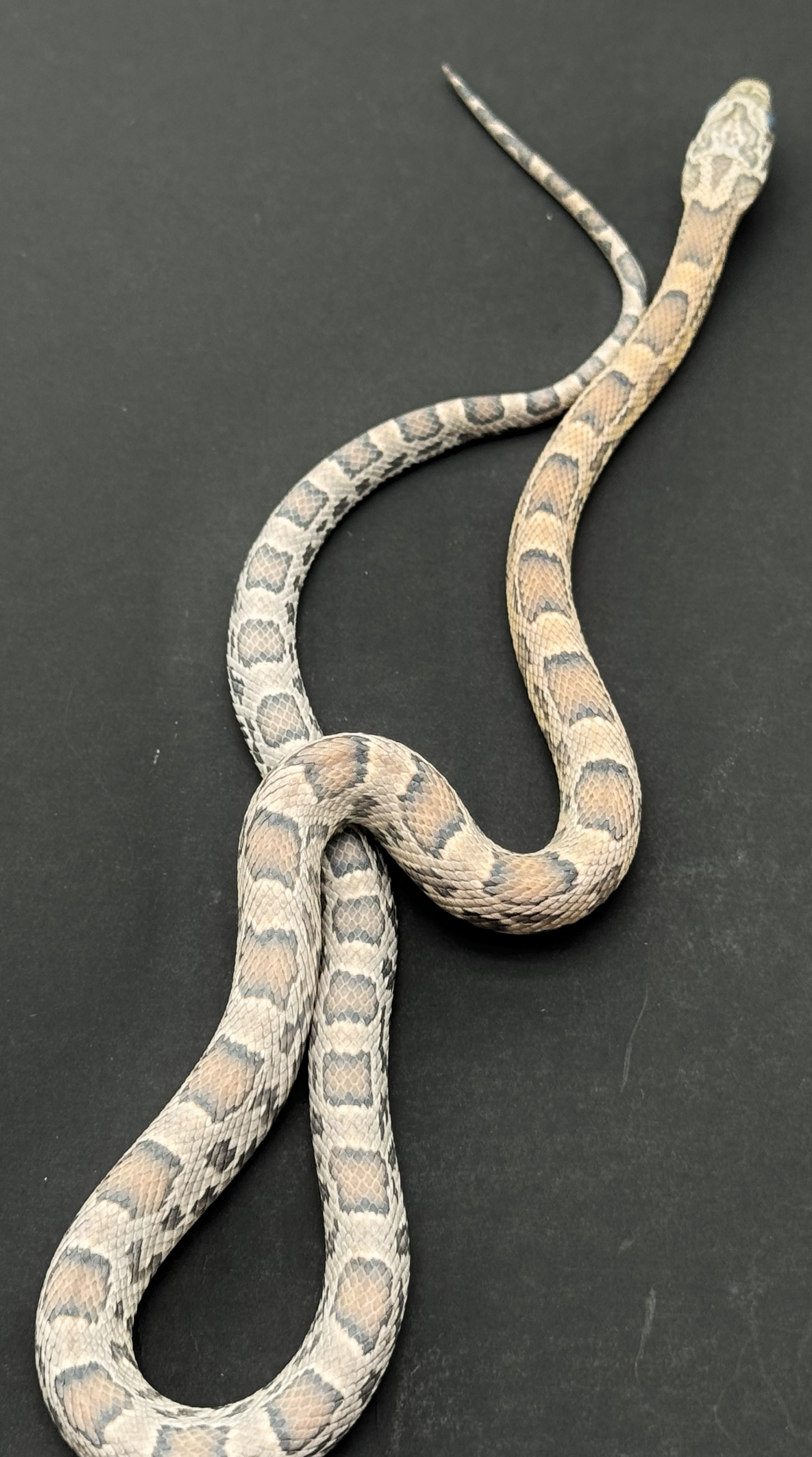 Cornsnakes & Ratsnakes | Page 2 | FaunaClassifieds
