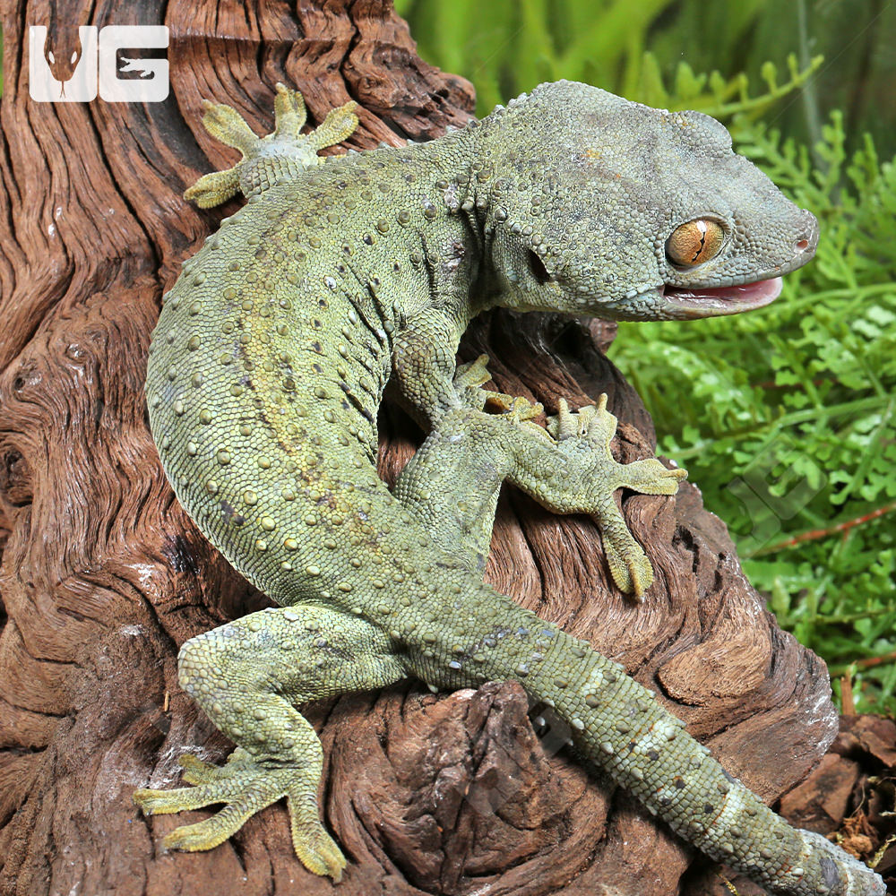 Geckos | Page 2 | FaunaClassifieds