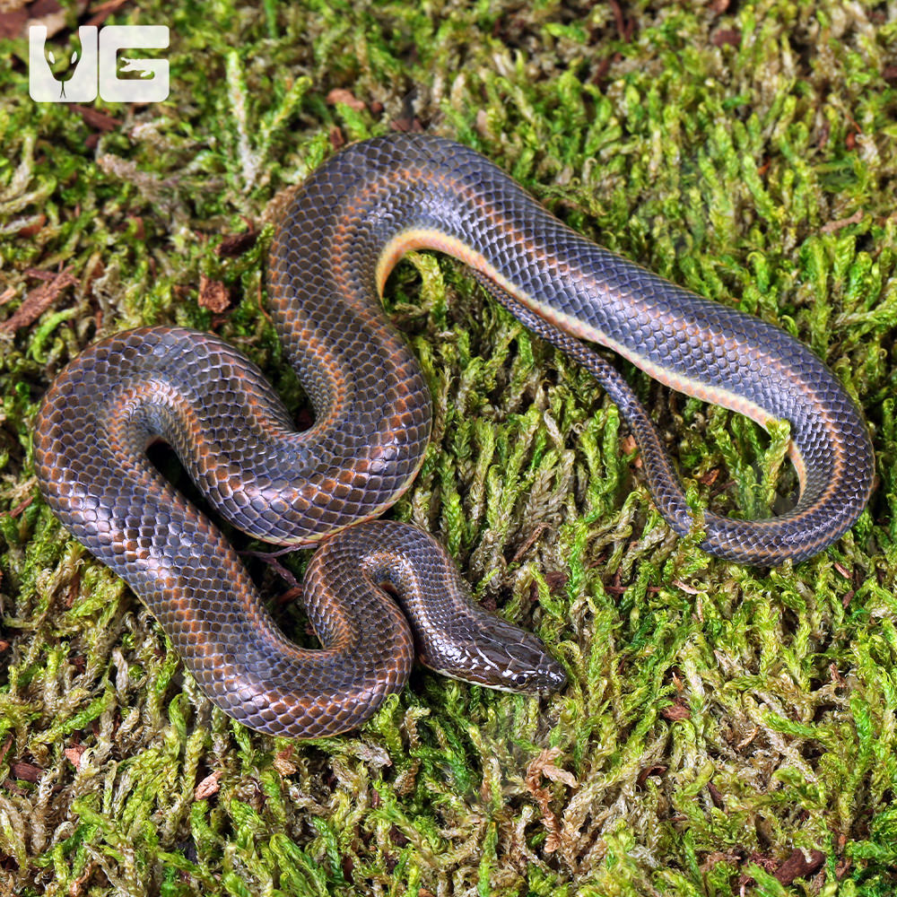 Other Snakes | FaunaClassifieds