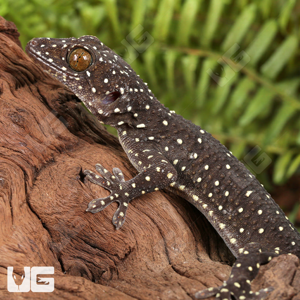 Geckos | FaunaClassifieds