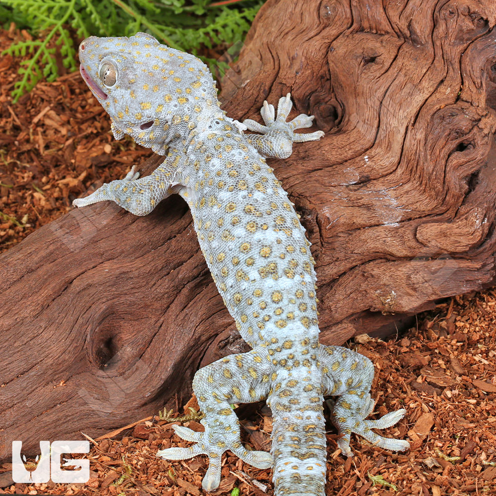Geckos | Page 2 | FaunaClassifieds