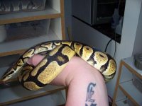 Copy of 900 Gram Pastel Female.JPG