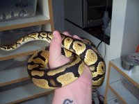 Copy of 900 Gram Pastel Female (1).JPG