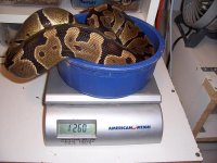 Copy of 1260 gram female.JPG