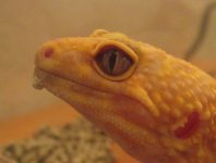 bearded  gecko.jpg