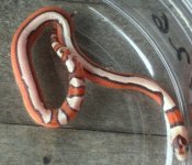 06hypo1.JPG