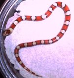 hypomale1.JPG