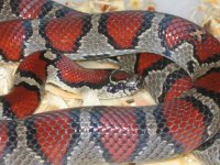 LMM2003A08 Fauna #2.jpg