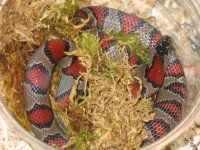 LMM2003A01 Fauna #1.jpg