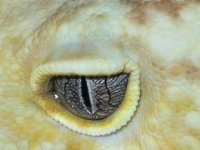 eye.jpg