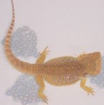 phaorahbath1.jpg