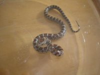 Milksnake.JPG