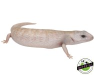ivory-northern-blue-tongue-lizards-for-sale.jpg