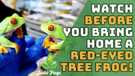Red-Eye Tree Frog.jpg
