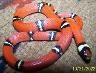 Sinoloan Male #2 .jpg