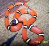 Sinoloan Female #6 .jpg