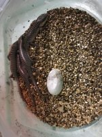 2022 berber hatchings 2.jpg